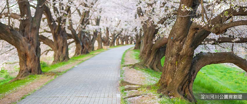 淀川河川公園背割堤